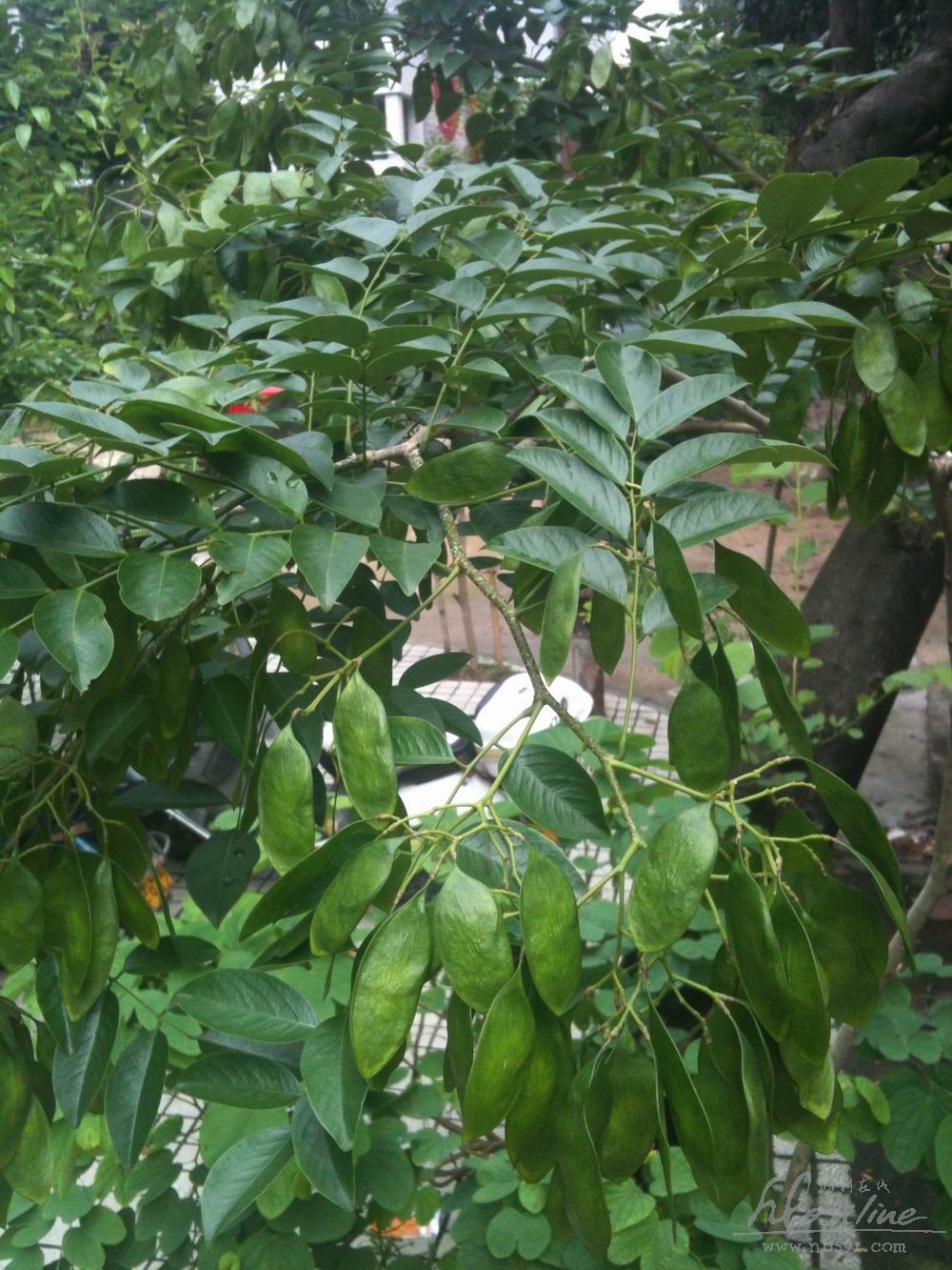 黄花梨树 树叶实拍 越南黄花梨树叶 大果紫檀(缅甸花梨木)树叶实拍